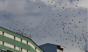 建物の上空に大量の鳥が飛んでいる